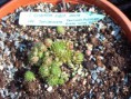 Jovibarba globifera hirta pseudohirta (Hornát)